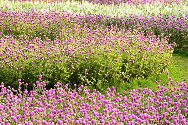 Belles Fleurs Pourpres Gomphrena Dans Jardin — Photo