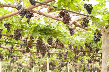 Bahçede olgun kırmızı üzümler 