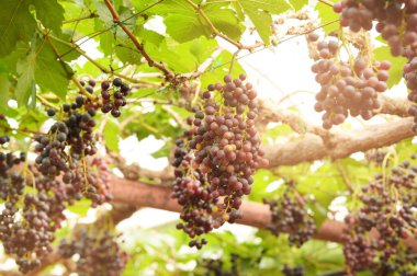 Bahçede olgun kırmızı üzümler 