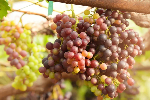 Uvas Rojas Maduras Jardín — Foto de Stock