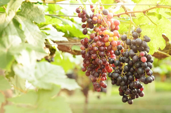 Raisins Mûrs Rouges Dans Jardin — Photo