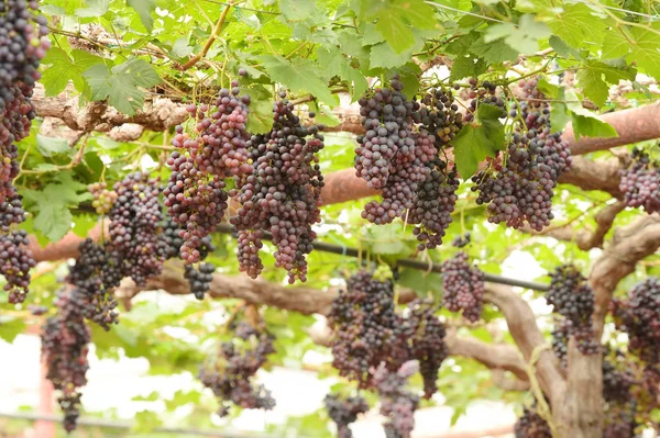 花园里红熟的葡萄 — 图库照片