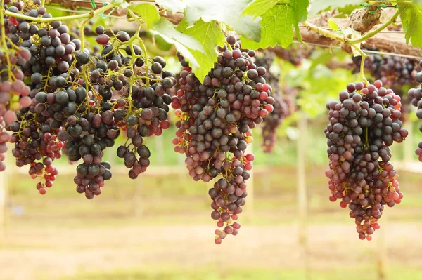 Raisins Mûrs Rouges Dans Jardin — Photo