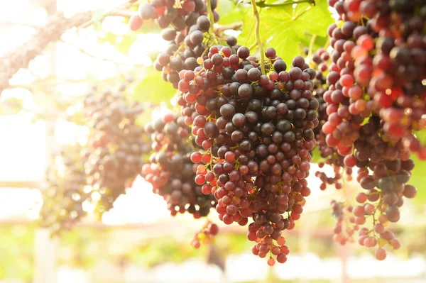 Uvas Rojas Maduras Jardín — Foto de Stock