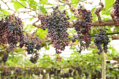 Bahçede olgun kırmızı üzümler 