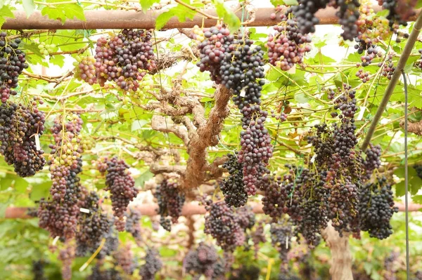 Rote Reife Trauben Garten — Stockfoto