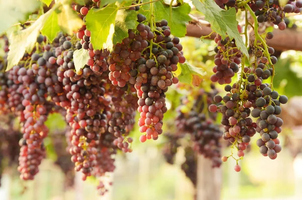 Uvas Rojas Maduras Jardín — Foto de Stock