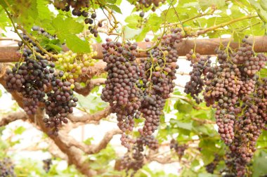 Bahçede olgun kırmızı üzümler 