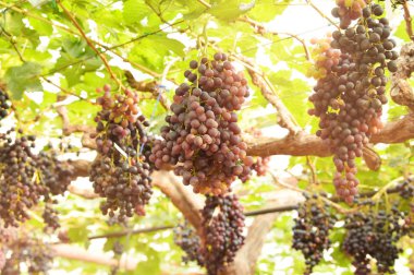 Bahçede olgun kırmızı üzümler 