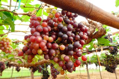 Bahçede olgun kırmızı üzümler 
