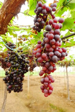 Bahçede olgun kırmızı üzümler 
