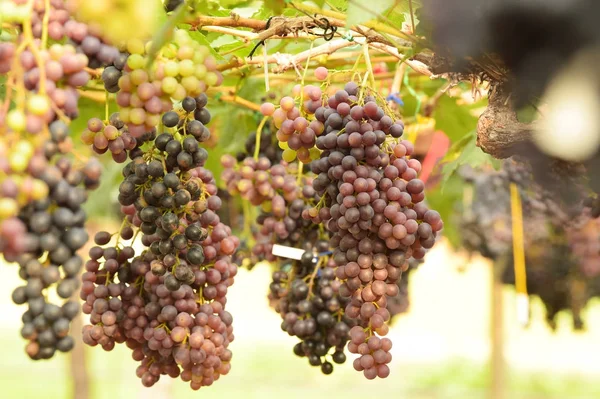 Raisins Mûrs Rouges Dans Jardin — Photo