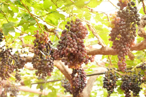 Raisins Mûrs Rouges Dans Jardin — Photo