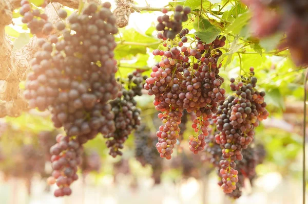 Raisins Mûrs Rouges Dans Jardin — Photo