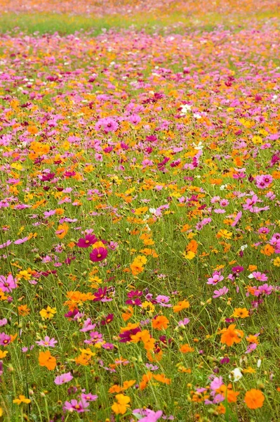 庭の美しいコスモスの花 — ストック写真