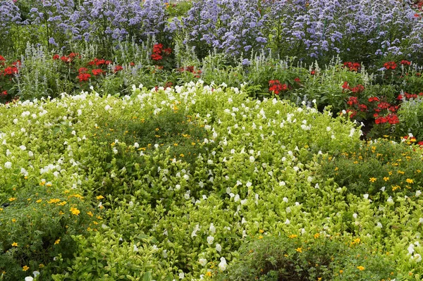 Belles Fleurs Dans Jardin — Photo