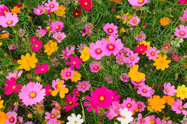 Beautiful Cosmos Flowers Garden — Stock Photo, Image