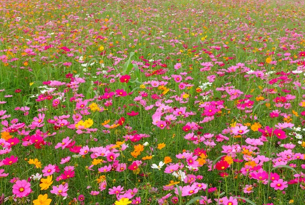 Hermosas Flores Del Cosmos Jardín — Foto de Stock