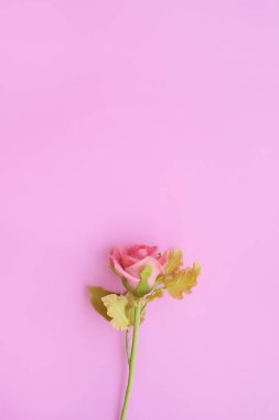 arka plan için sevgi ve Sevgililer günü için gül çiçek yakın çekim