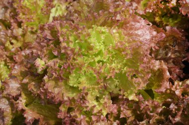 Büyüyen organik sebze çiftlikleri arka planı için