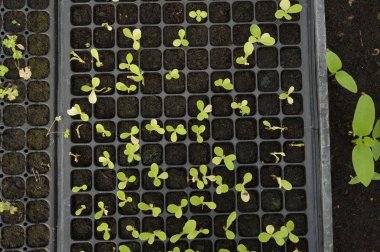 Büyüyen organik sebze çiftlikleri arka planı için