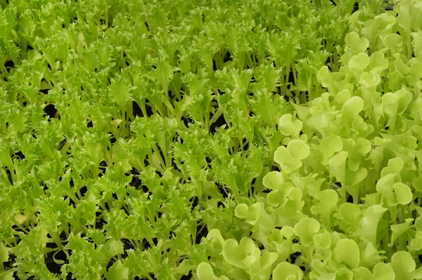 Bio Gemüseanbau Als Hintergrund — Stockfoto