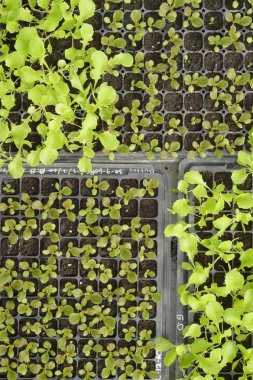 Büyüyen organik sebze çiftlikleri arka planı için