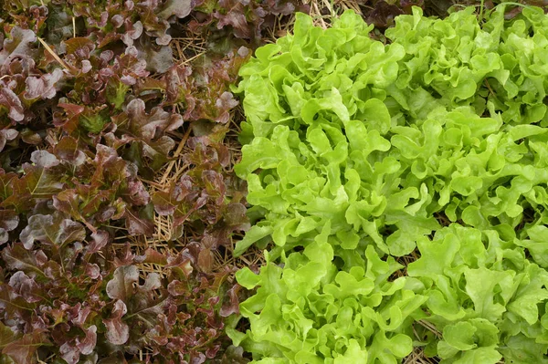 Bio Gemüseanbau Als Hintergrund — Stockfoto