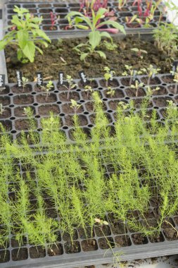 Büyüyen organik sebze çiftlikleri arka planı için