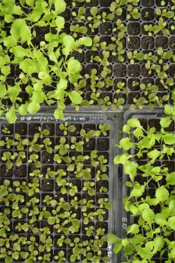 Büyüyen organik sebze çiftlikleri arka planı için