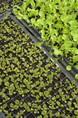 Büyüyen organik sebze çiftlikleri arka planı için