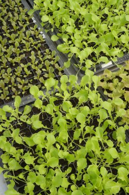 Büyüyen organik sebze çiftlikleri arka planı için