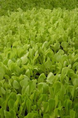 Büyüyen organik sebze çiftlikleri arka planı için