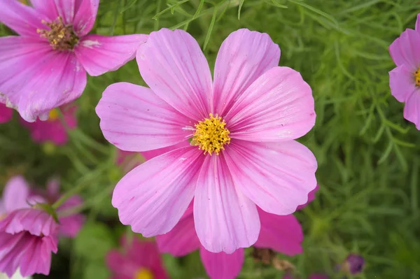 Belles Fleurs Dans Jardin — Photo