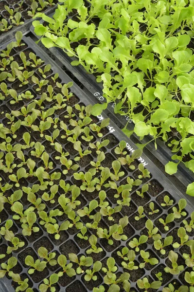 Büyüyen organik sebze çiftlikleri arka planı için