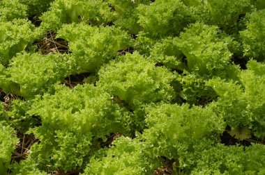 Büyüyen organik sebze çiftlikleri arka planı için