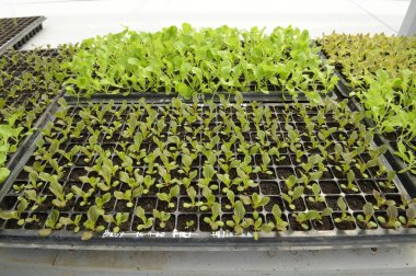 Büyüyen organik sebze çiftlikleri arka planı için