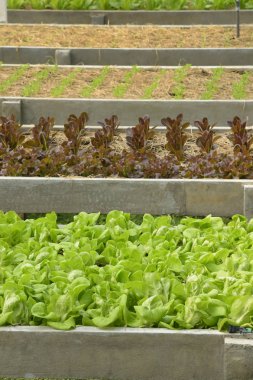 Büyüyen organik sebze çiftlikleri arka planı için