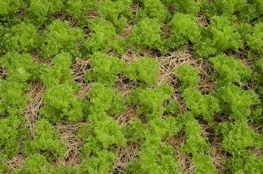 Büyüyen organik sebze çiftlikleri arka planı için