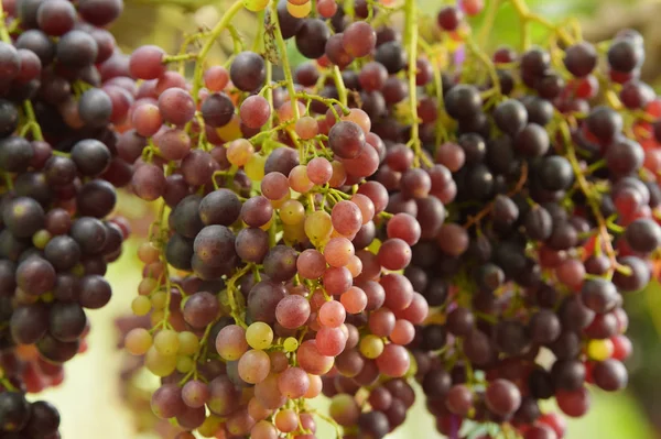 Raisins Mûrs Rouges Dans Jardin — Photo