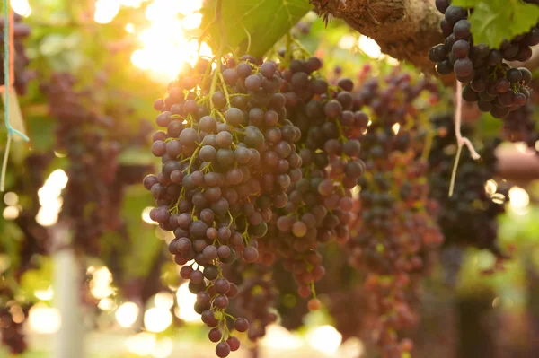 Raisins Mûrs Rouges Dans Jardin — Photo