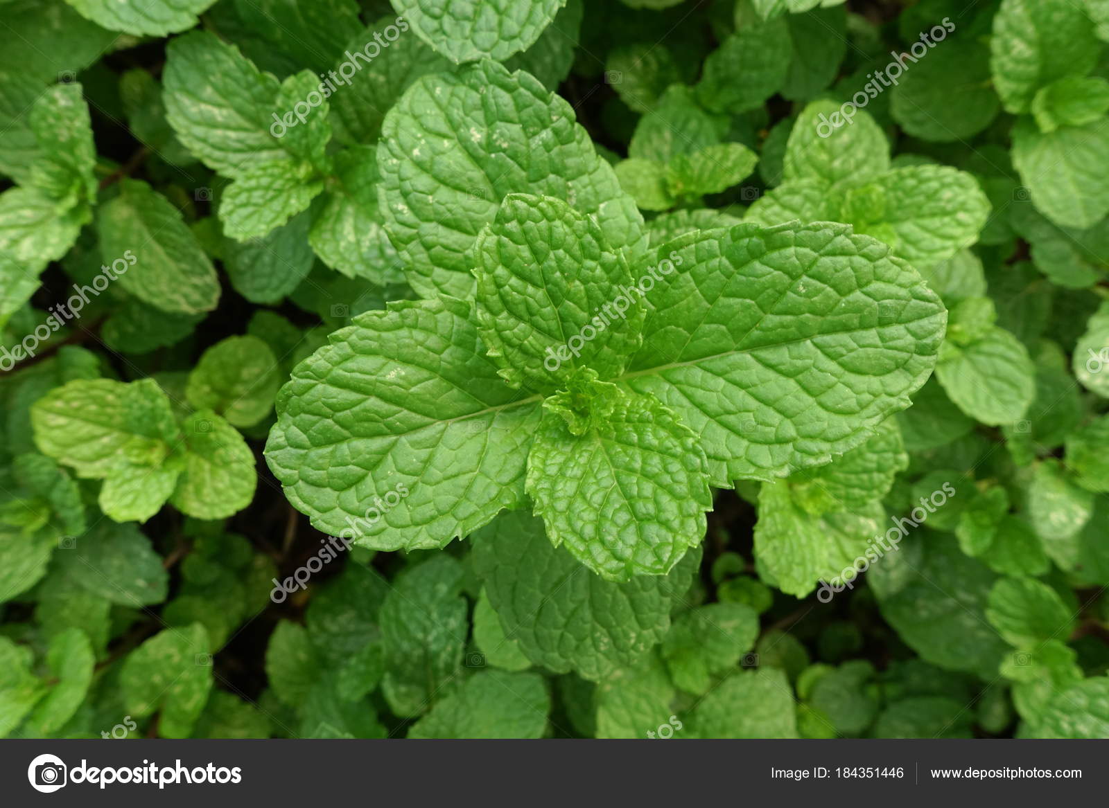 Thai Peppermint Plant Organic Vegetable Garden Stock Photo