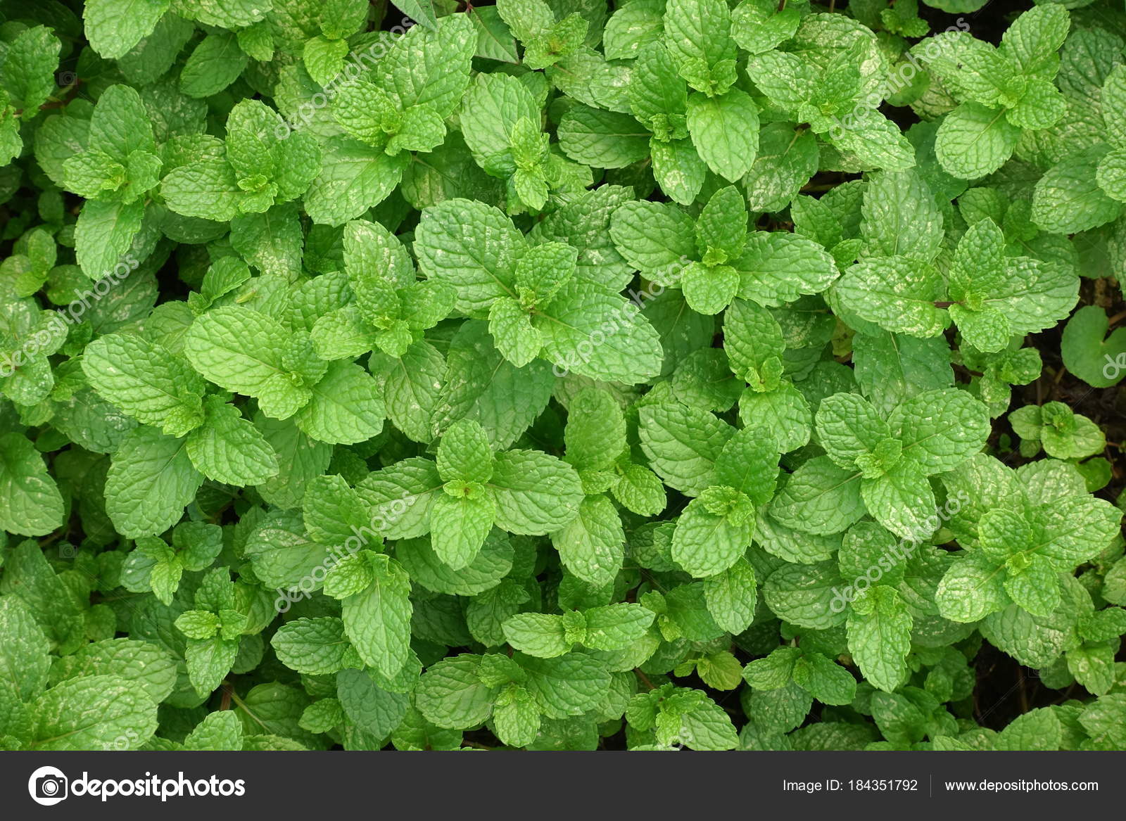 Thai Peppermint Plant Organic Vegetable Garden Stock Photo