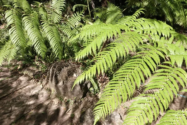 Eğrelti Otu Eğreltiotu Yaprakları Ormanda — Stok fotoğraf