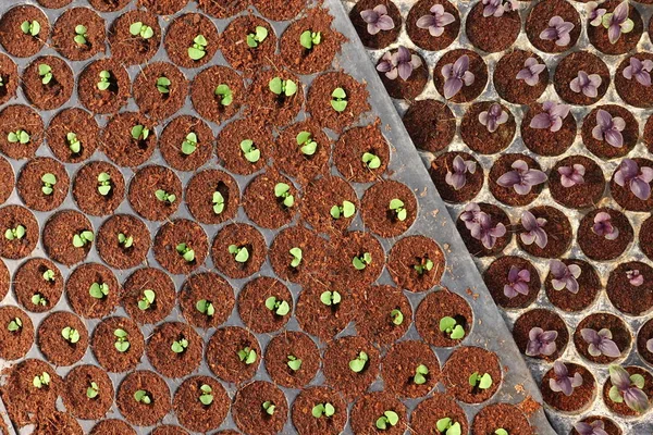 Cultivando Fazendas Vegetais Orgânicos Para Fundo — Fotografia de Stock