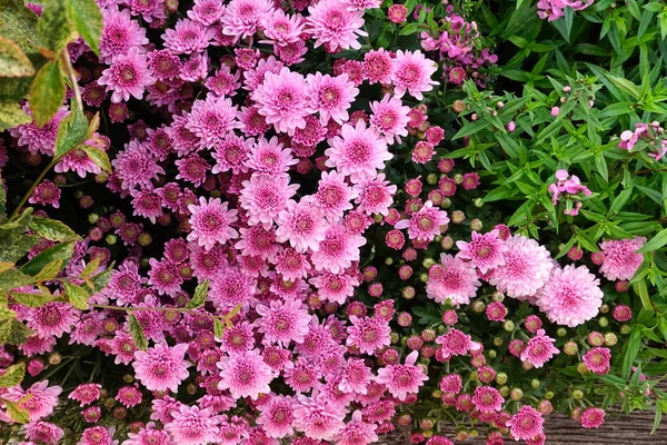 庭に咲く美しい菊の花 — ストック写真