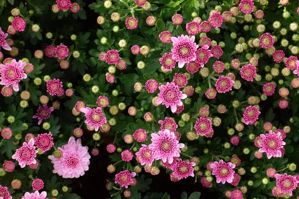 庭に咲く美しい菊の花 — ストック写真