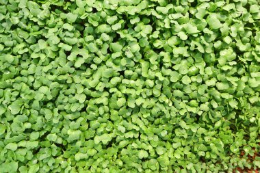 Büyüyen organik sebze çiftlikleri arka planı için