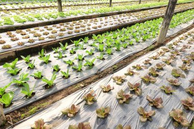 Büyüyen organik sebze çiftlikleri arka planı için