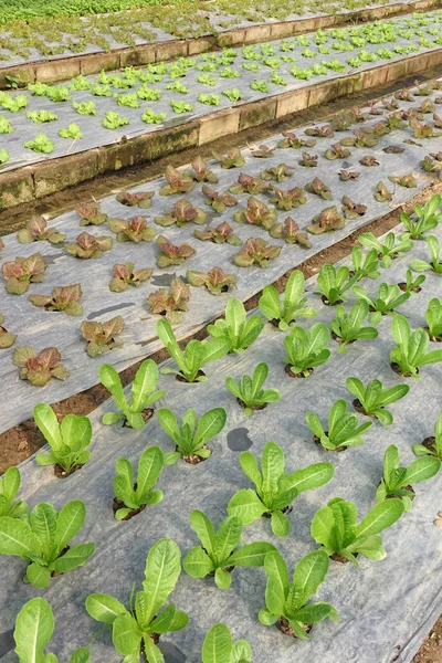 Bio Gemüseanbau Als Hintergrund — Stockfoto